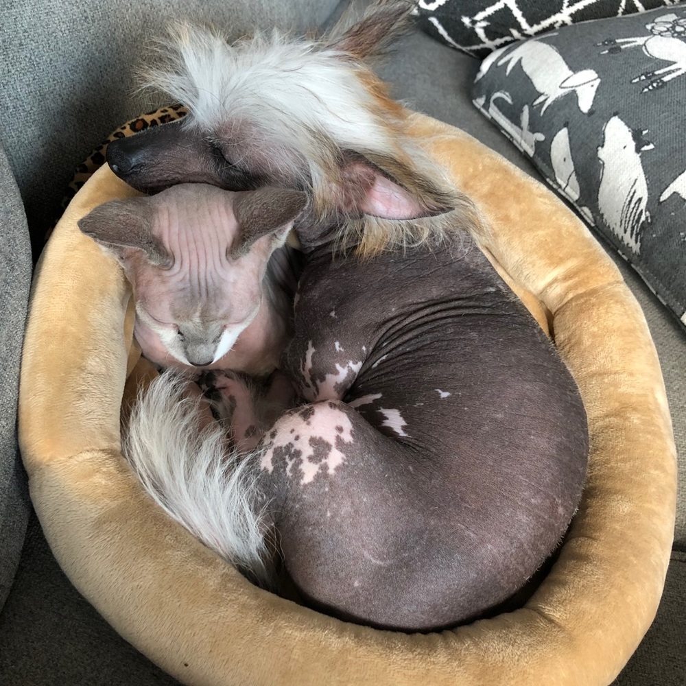 ❣️Free Cuddles❣️